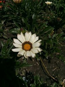 Gazania