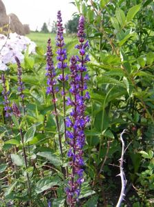 Salvia Caradonna