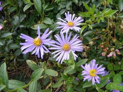 Aster frikartii Monch