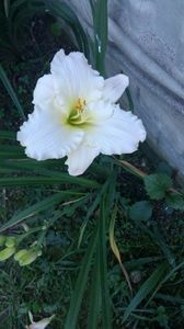 Pretty white