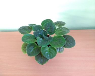 Violeta LE Pisanka (22); Planta tanara viguroasa, inradacinata in ghiveci de 8 cm - 22 Lei.
