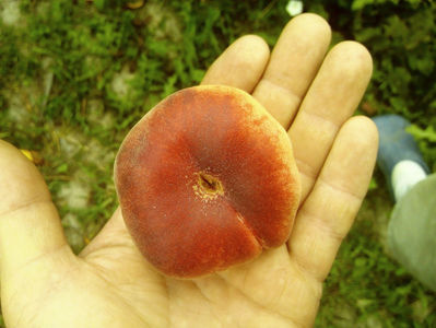 Piersic plat Tabacchiera 11; Piersic plat Tabacchiera
