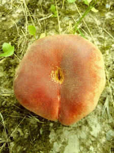 Piersic plat Tabacchiera 7; Piersic plat Tabacchiera
