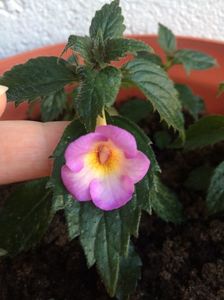 18.07.2018; G-18.07.2018
