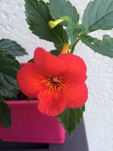 18.07.2018  Nero; 18.07.2018
După ce i-am rupt toate florile că au fost roase de goange, a făcut flori simple , mari de 4 cm
