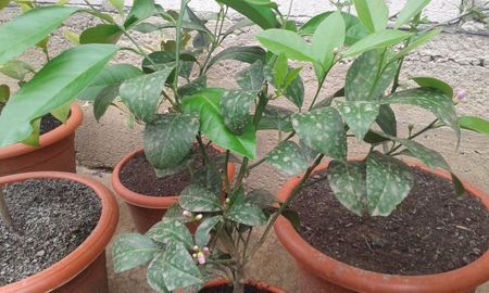 Lămâi meyer; Fructifică continuu
