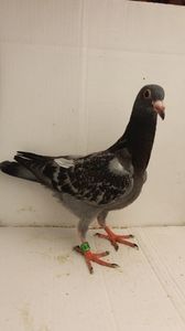 vandut