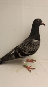 vandut