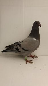 vandut