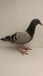 vandut