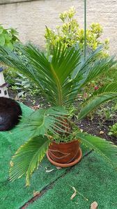 Cicas revoluta-satul si el de atata ploaie