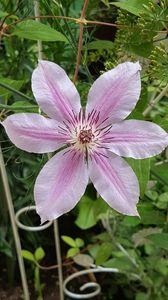 Clematita Nely Moser