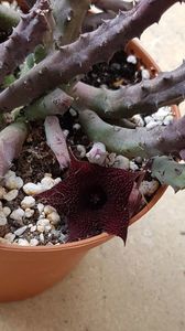 Huernia pendula