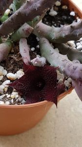 Huernia pendula