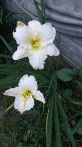 Pretty white