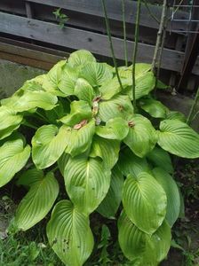 Hosta