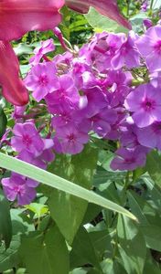 Phlox 6 lei