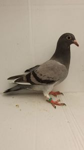 vandut