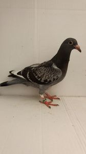 vandut