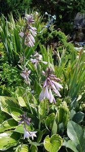 Hosta Christmas Tree