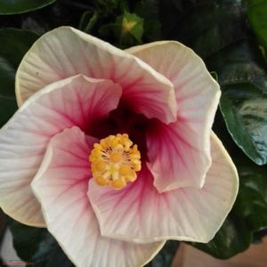 hibiscus-funchal-bicolor