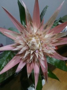 aechmea roz; O noua plantuta cadou de la sotu! 
