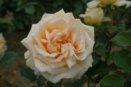 Diamond Jubilee