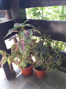 ; Coleus
