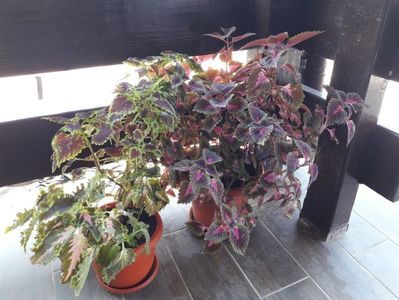 ; Coleus
