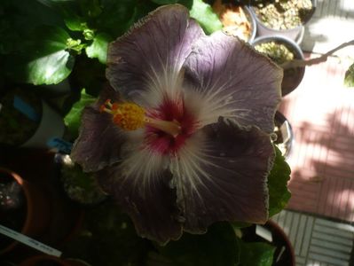 P1380791