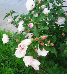 Nuovo_1_Photo8806