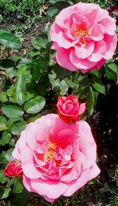 Nuovo_1_Photo8821