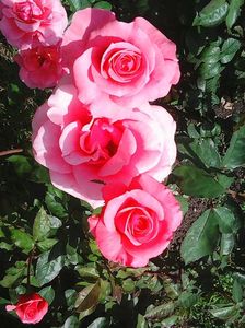 Photo8822