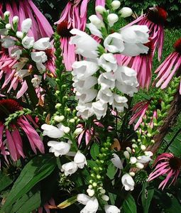 Nuovo_1_Photo8832