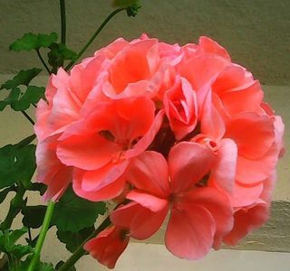 Nuovo_1_Photo8862