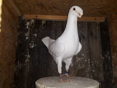 Vandut
