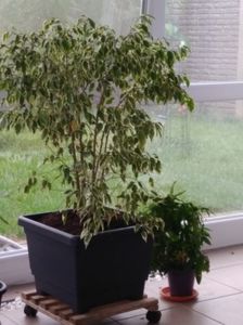 Ficus Benjamin Kinki variegat; Intre timp am crescut.
