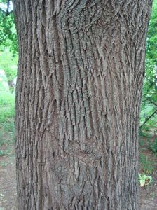 Acer platanoides; paltin de camp
