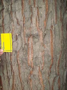 Acer saccharinum; paltin argintiu

