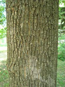 Acer campestre; jugastru
