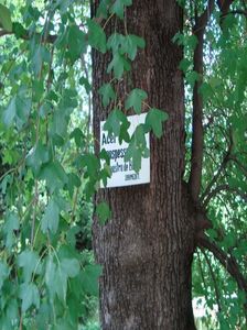Acer monspessulanum; jugastru de Banat
