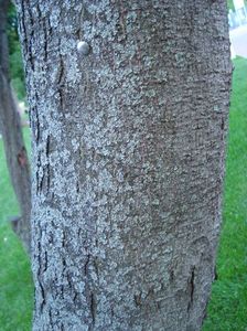 Acer ginnala; artar siberian
