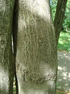 Acer japonicum; artar japonez
