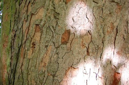 Acer opalus; artar italian
