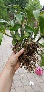 4-12 cat violacea semialba160 lei; planta sub forma de manunchi cu cel putin 8-12 pseudobulbi
