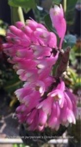 den purpureum x smilliae floare; exemplificare
