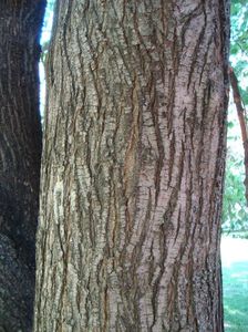 Ulmus laevis; velnis
