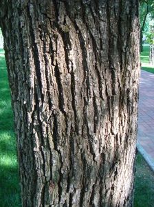 Ulmus holandica; ulm olandez
