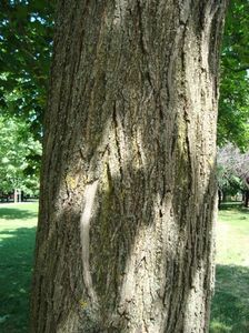 Acer platanoides 1