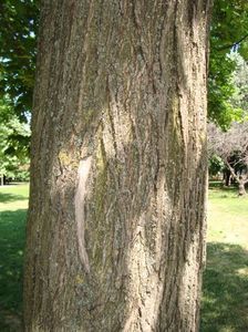 Acer platanoides 2